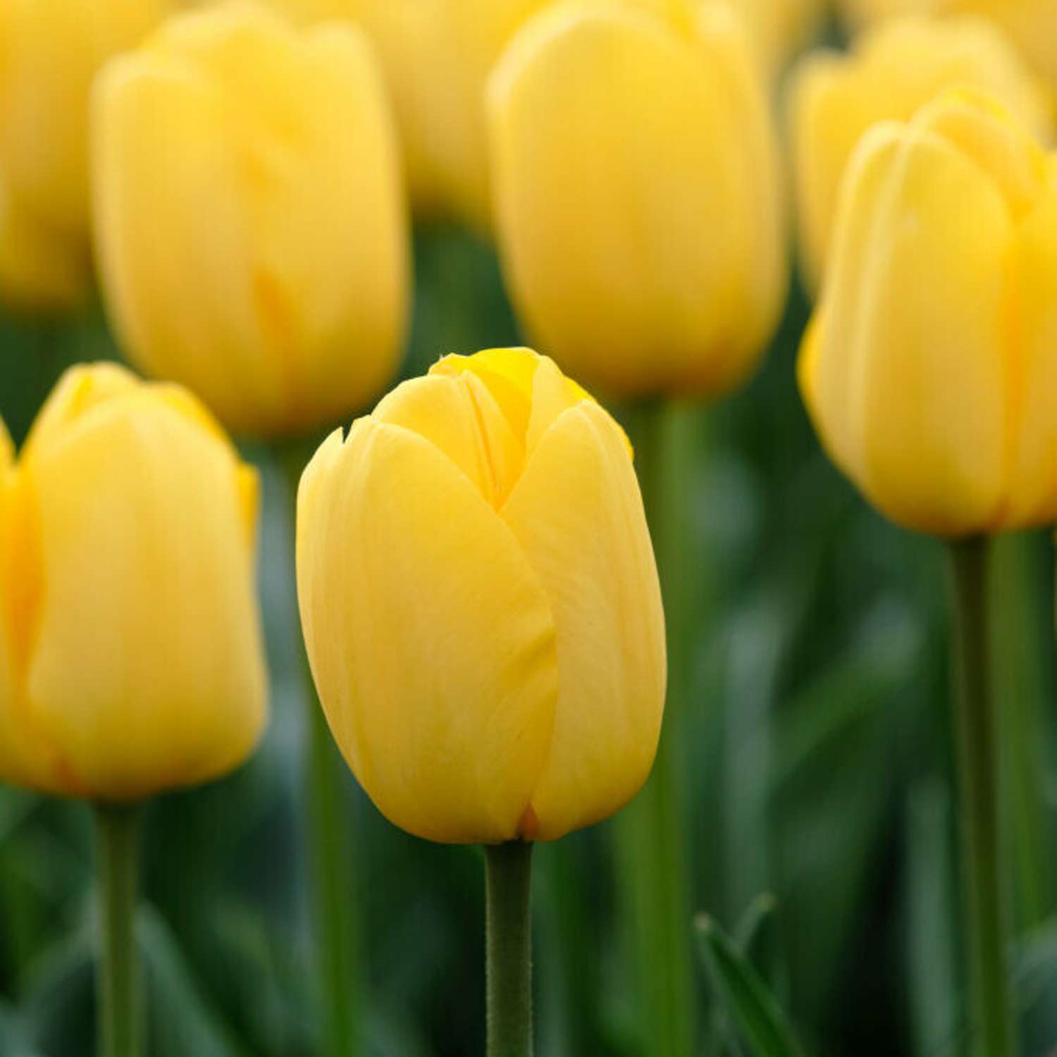 Tulpe 'Novi Sun'